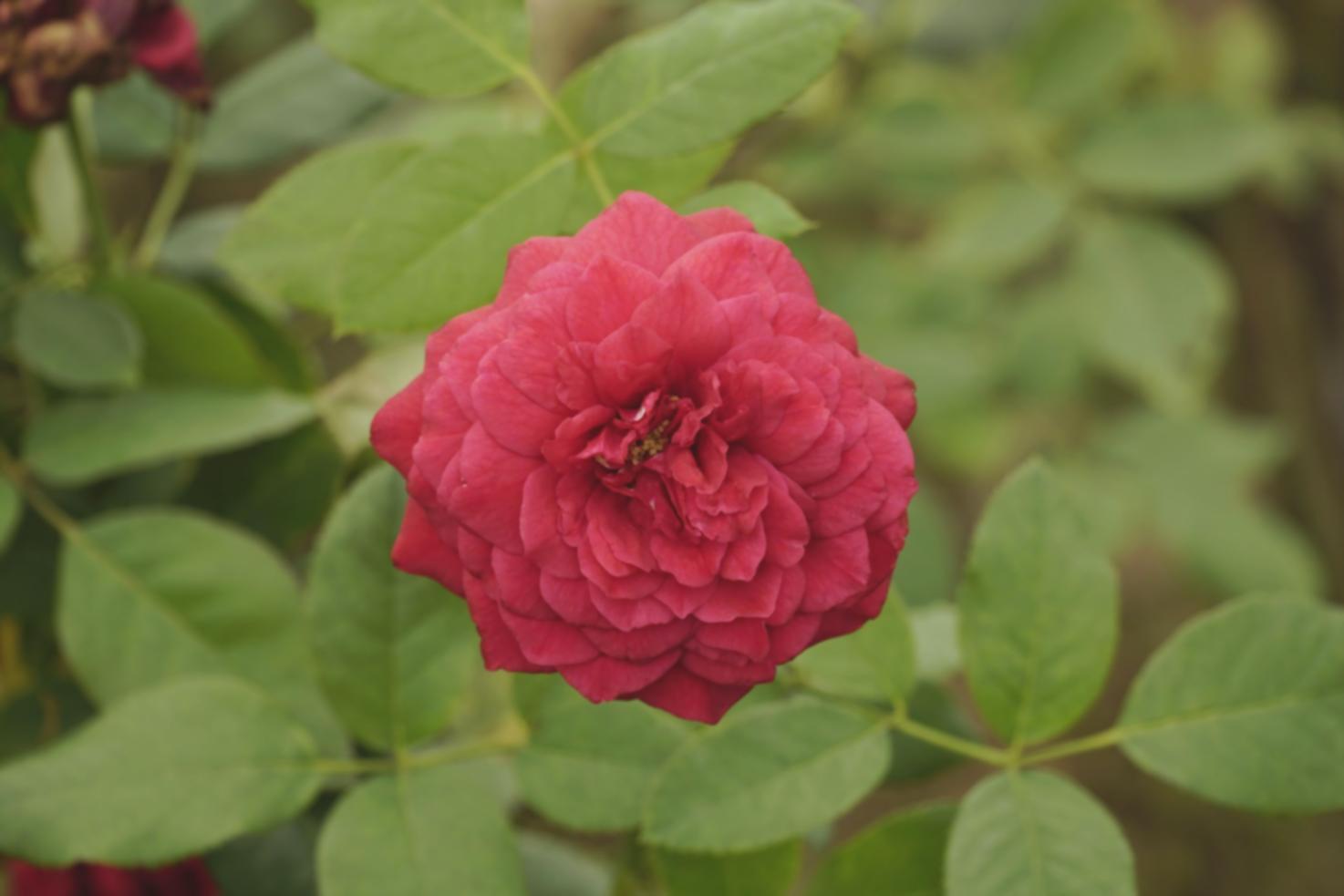 Flores comestibles en la cocina: de la huerta al plato